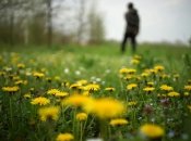 Одуванчик вытесняет многие более слабые растения