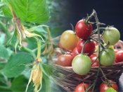 Скорее всего вы допустили несколько ошибок, ухаживая за помидорами