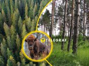 Для зубрів у "Заліссі" гарні природні умови - густий ліс та багато трави