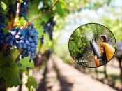 Як часто обробляють виноградники пестицидами у різних країнах