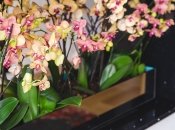 Цветы будут сильными и красивыми