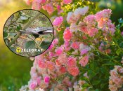 Розы будут радовать пышным цветением, если правильно подготовить их осенью