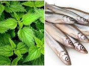 Меню у россиян – на любителя