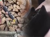 Оба виновника за свои противоправные действия будут наказаны