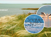 Птахи в Україні