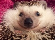 Ёж может выглядеть миролюбиво, но он хищник