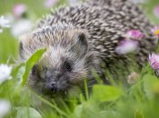 Ёж европейский