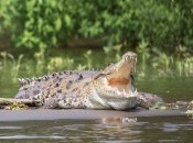 Крокодил, иллюстративное фото