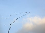 Мы разработали биооружие, Боевую Птичью Вошь, тренировались на пингвинах