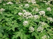 Сныть имеет и полезные, и плохие свойства