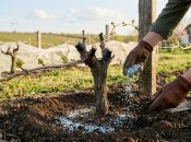 Чим підживити виноград ранньою весною