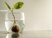 Даже непрофессиональный садовник сможет вырастить авокадо дома (изображение создано с помощью ИИ)