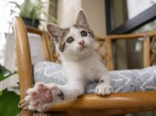 Що означає муркотіння кішки