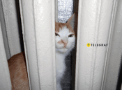 Опалення важливе для всіх членів сім’ї — навіть чотирилапих