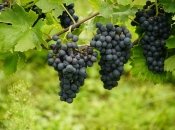 Обрезку винограда можно производить двумя методами