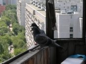 Голубь залетел на балкон - что это значит