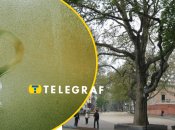 В Одесі зібралися перейменувати дерево