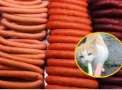 Коты выбрали огурец вместо сосиски