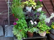 Чем подкармливать цветы