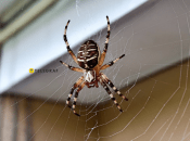 Комахи не проберуться у житло