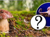 На Франковщине увидели "дьявольский гриб"