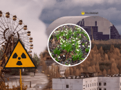 У Чорнобилі таке рідко зустрічається