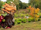 Овочі та зелень, які ідеально підходять для посадки у жовтні