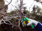 Обрізка – традиційна процедура для саду