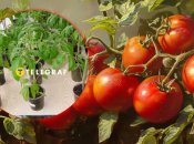 Рассада томатов в мае 2025 - когда сажать