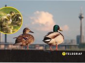 Утки не боятся людей