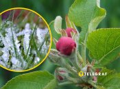 Заморозки в Україні