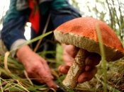 Сезон "охоты за грибами" открыт