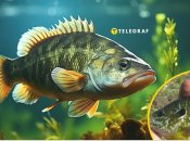 В Украине поймали опасную рыбу