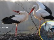 К звездному гнезду приковано внимание любителей птиц