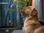 Собаки несут с собой добро и благополучие (изображение создано с помощью ИИ)