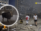 "России все равно, что и кого уничтожать": из-за российских обстрелов в Киеве погиб "пациент" Центра спасения диких животных