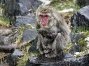 ФОТОпозитив: животные под дождем