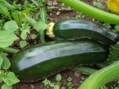 Як продовжити плодоношення кабачків у вересні