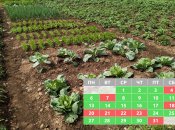Благоприятные даты для посадки растений