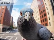 Чи несуть вони якусь звістку або попередження?