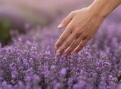 Не забудьте об обрезке лаванды