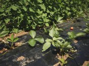 Садовая земляника на самом деле является агрессивной культурой