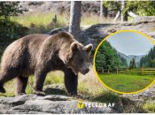 Реабилитационный центр бурого медведя