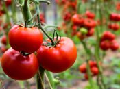 Пропозиція тепличних томатів в Україні перевищує попит