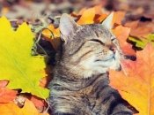 Каким знакам Зодиака повезет в начале октября 2022 года - прогноз