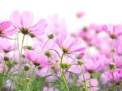 Дізнайтеся, чим ви причаровуєте людей навколо