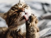 Позитивный гороскоп для Близнеца, Рака, Девы