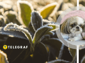 Заморозки на початку травня не є рідкістю