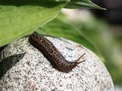 Слизни и улитки – одна из проблем многих дачников