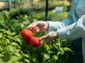 При созревании помидор они могут подвергаться вершинной гнили